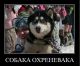 Без описания