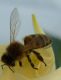 Пчелка