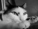 Котик