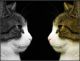 Котик и кыся