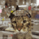 1319666861_2336.gif
