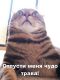 Без описания
