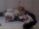 котик