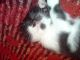 Котенок Фрид:)