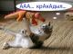 Без описания
