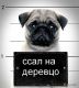 Без описания