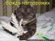 Без описания