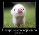 Без описания