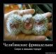 Без описания