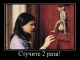 Без описания