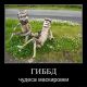 Без описания
