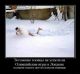 предыдушее фото