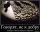 Без описания