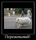 предыдушее фото