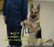 Без описания