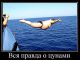 Без описания