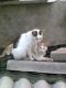 Мои котики у бабушки в поселке