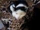 Кот