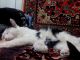 Кот