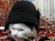 Кот