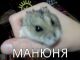 Хомяк