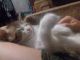 Кот