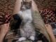 Кот