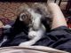 Кот