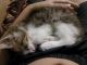 Кот