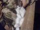 Кот