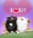Love,buliam !