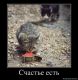 Без описания