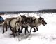 Гонки на оленях.