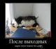 Без описания