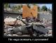 предыдушее фото