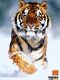 Tiger.