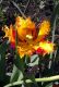 и такие тюлпаны