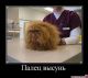 Без описания