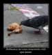 Без описания