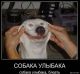 Без описания