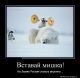 Без описания