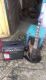 Ibanez RG370DXZ BK и комбик Line 6 Spider IV 15 Вт