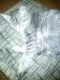 Котик