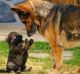 -Мам, я кушать хочу! -А лапы мыл? -Вот! :-)