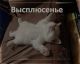 Без описания