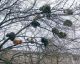 Весна...Коты прилетели)