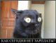 Без описания