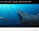 Без описания
