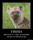 предыдушее фото