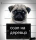 Без описания